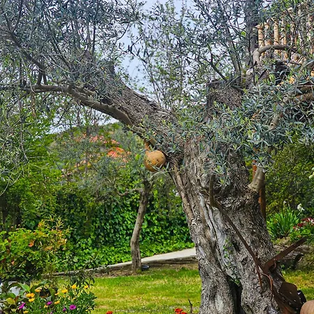 Hani I Ilirit בית הארחה Cerrik