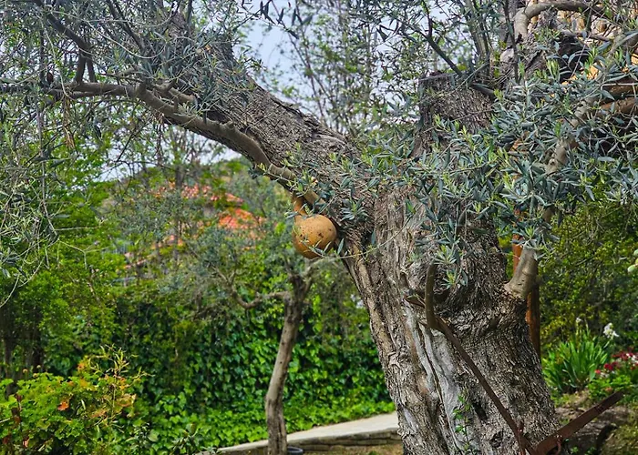 Hani I Ilirit Gæstehus Cerrik